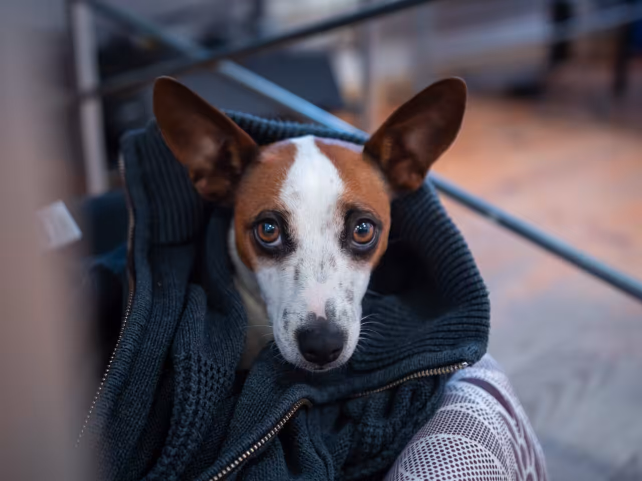 Cães com medo de trovões: por que isso acontece e quais atitudes evitar