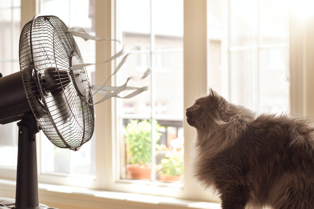 Cute cat looking at cooling fan with blowing ribbons on a hot summer day