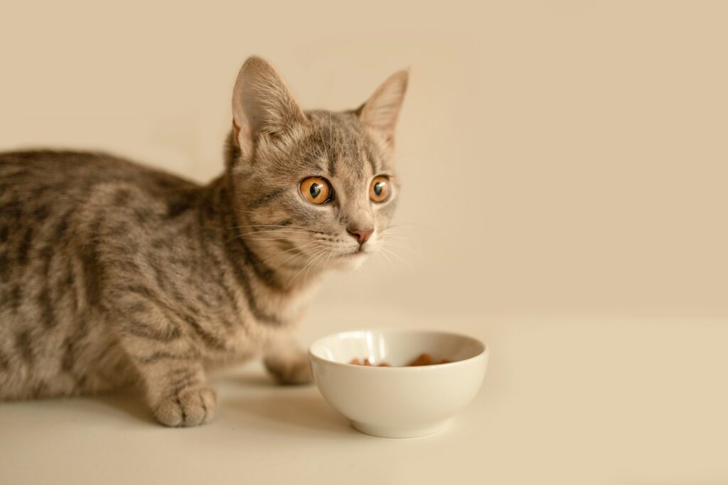 Cute cat lying near bowl with food on floor at home