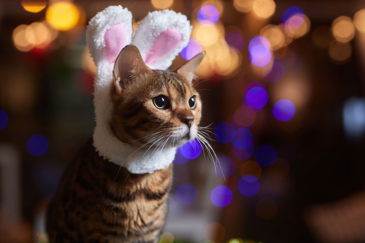 Páscoa sem riscos: saiba como incluir os pets na comemoração com segurança