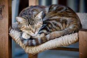 sono felino