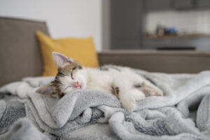 Padrão de descanso
