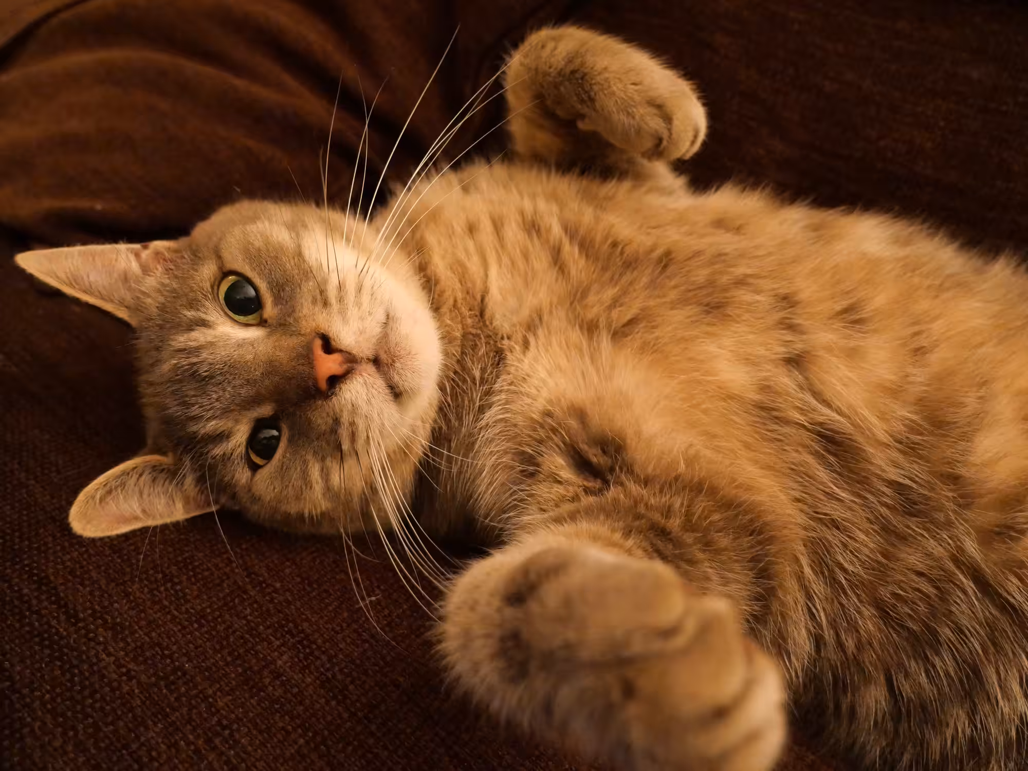 Cinco mitos sobre gatos impactam na saúde dos felinos