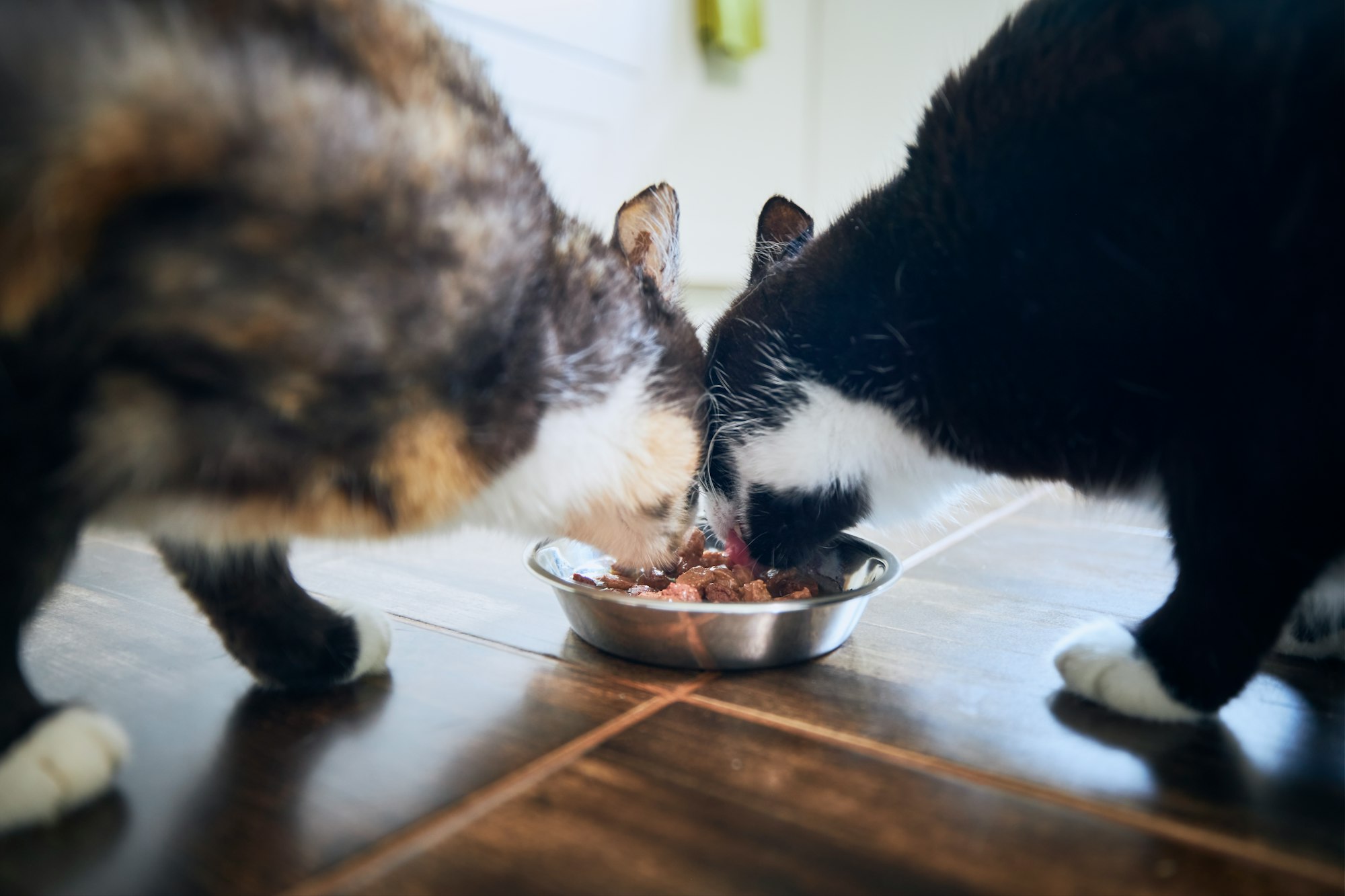 Cute cats eating from bowl