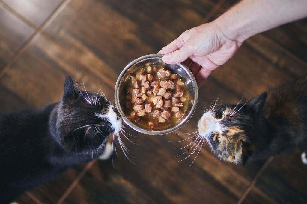 Cute cats eating from bowl