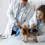 O boom das especializações veterinárias