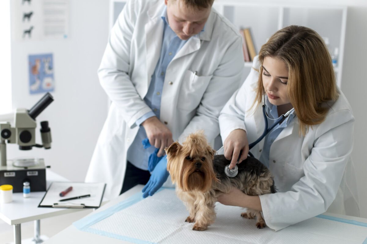 O boom das especializações veterinárias