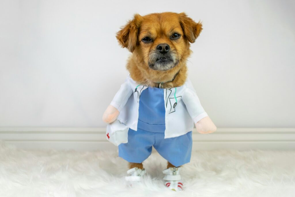 Cute dog dressed in doctor costume