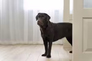 Fobias sociais em cães e gatos: integração entre veterinários e adestradores é essencial para um tratamento eficaz