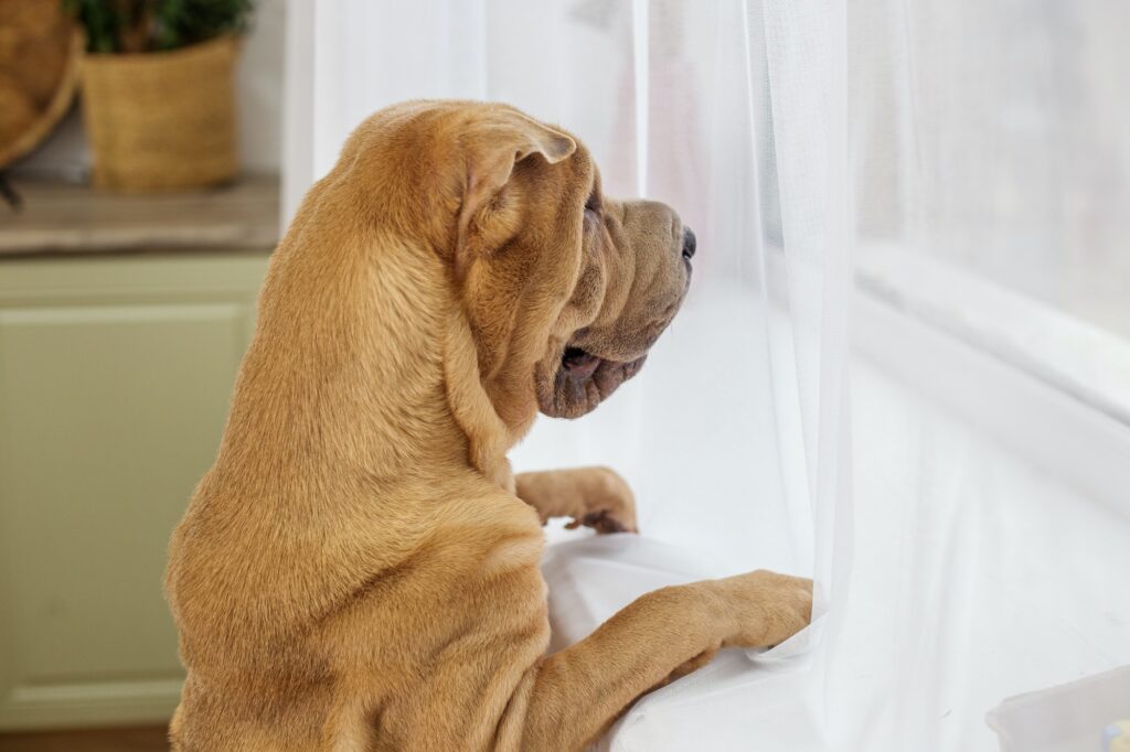 Cute dog looks out window of an apartment.