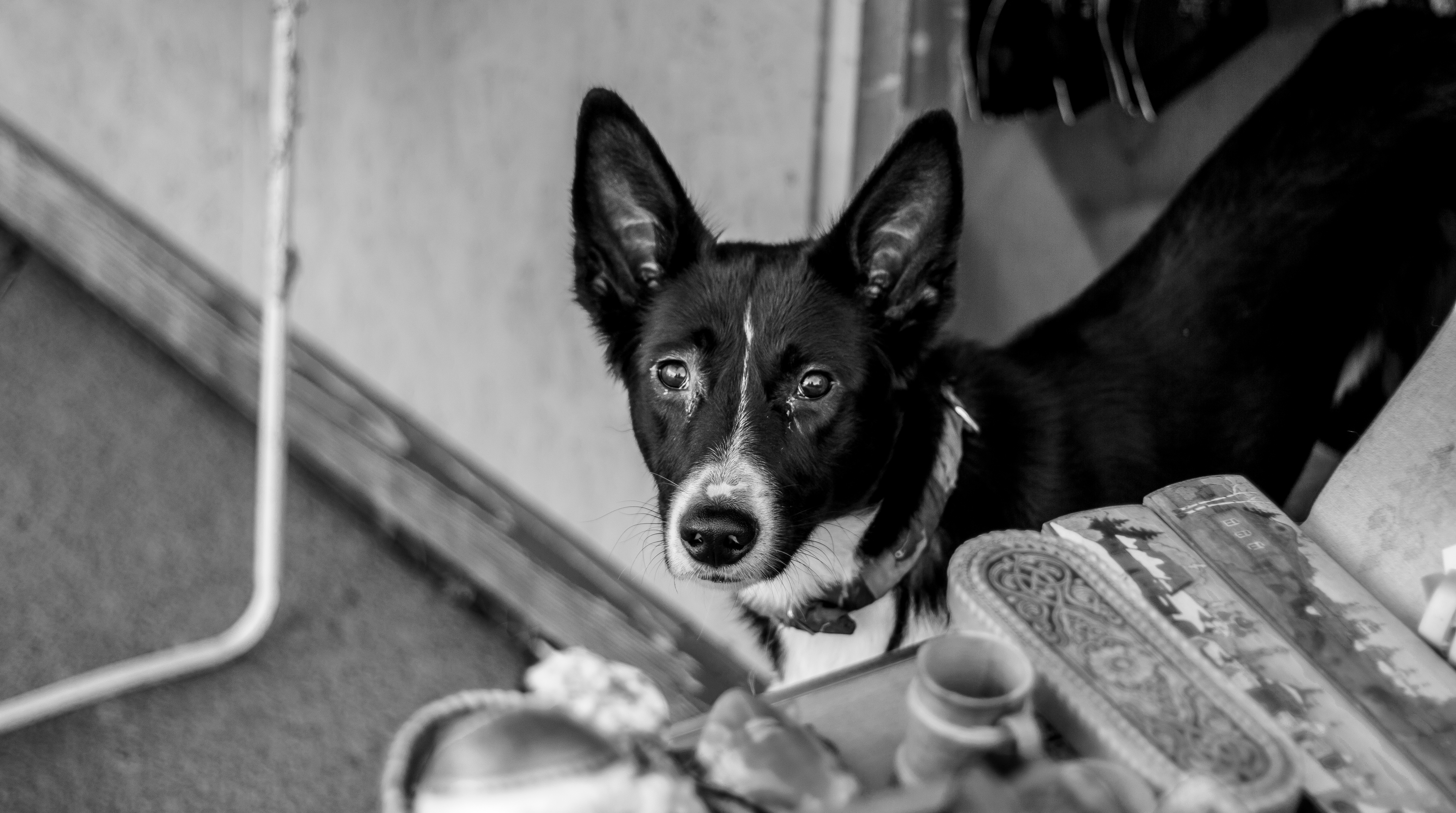 Cute dog on the street