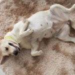 Probióticos x prebióticos x simbióticos