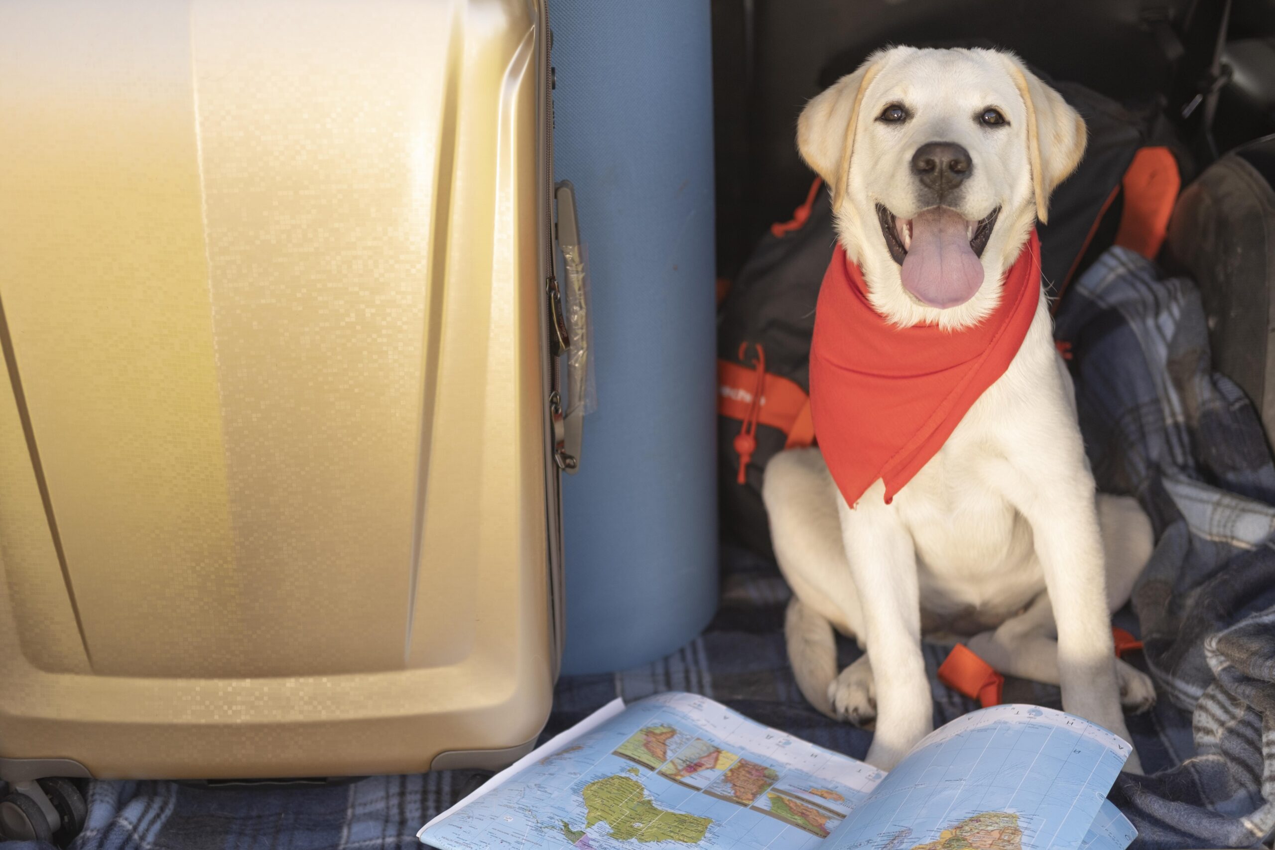 Documentação necessária para viagem de pets precisa de atenção dos tutores