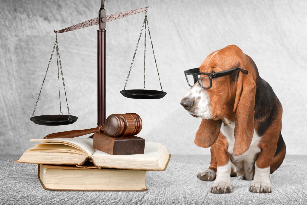 Guarda de pets após separação avança no Senado e propõe novas regras no Brasil