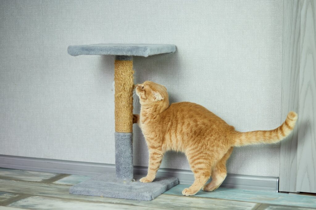 Cute funny British cat play near cat scratcher on living room