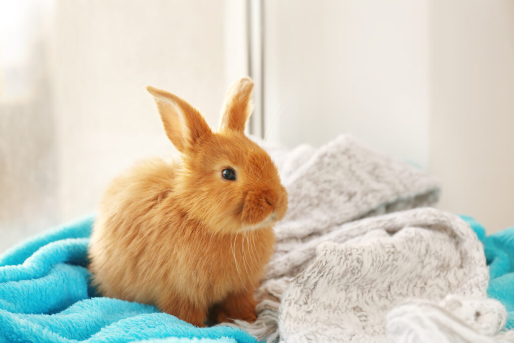 Pets não convencionais sofrem com o frio e exigem cuidados específicos no inverno