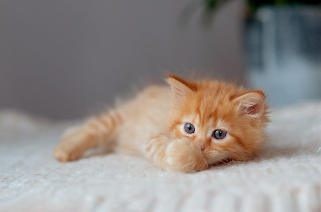 cute Ginger Kittens on fur blanket. Concept of Happy Adorable Cat Pets