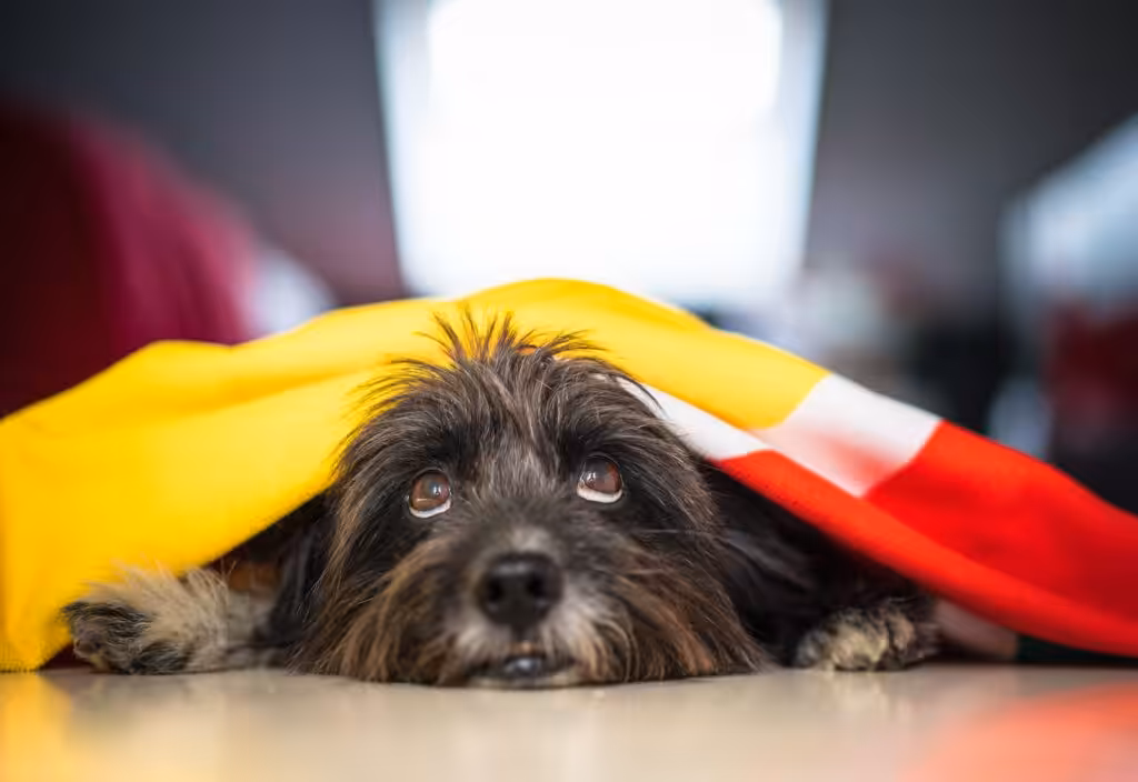 Cute gray Havanese dog laying with blurred background