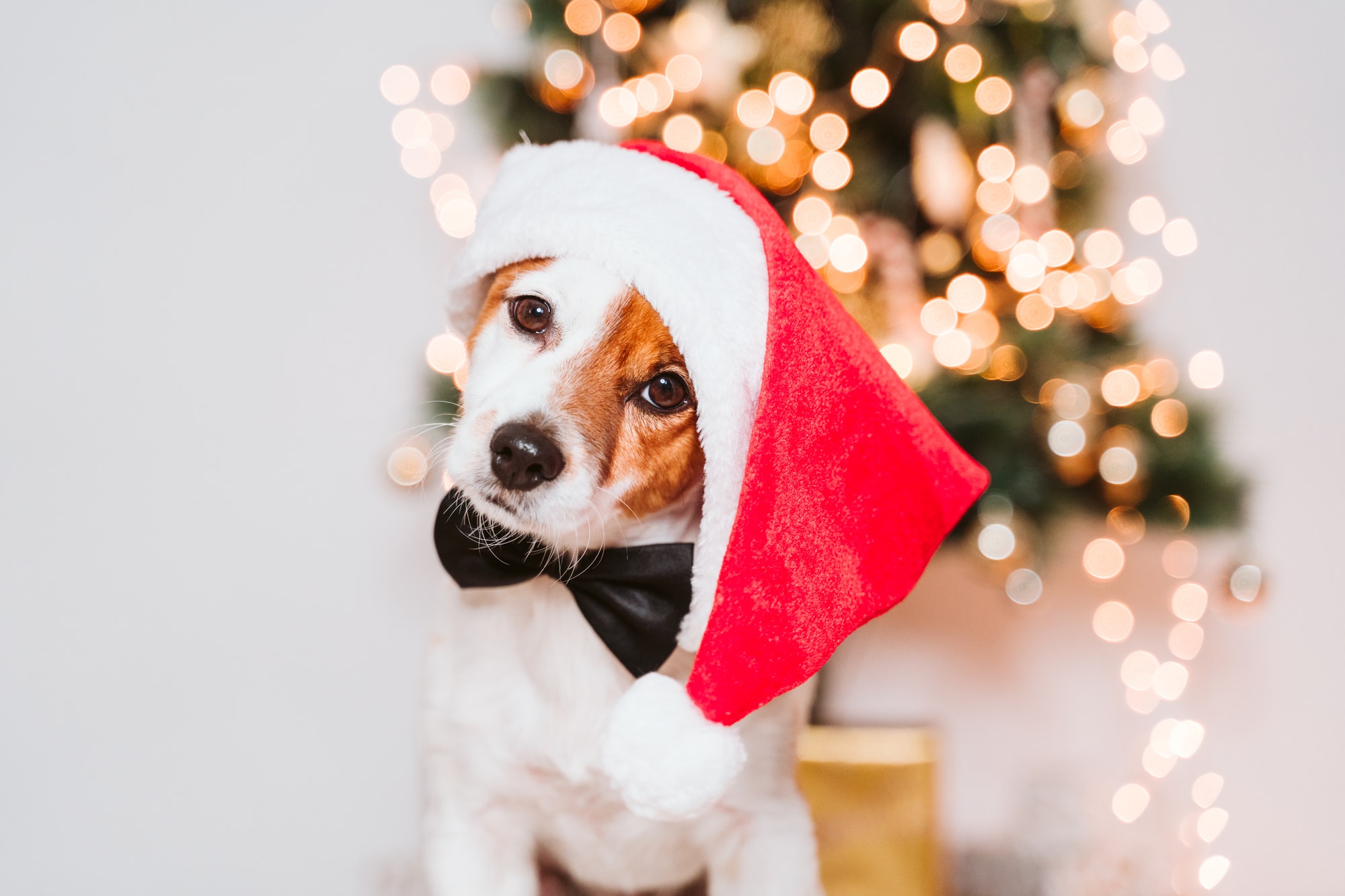 cute jack russell dog at home by the christmas tree, dog wearing a red santa hat