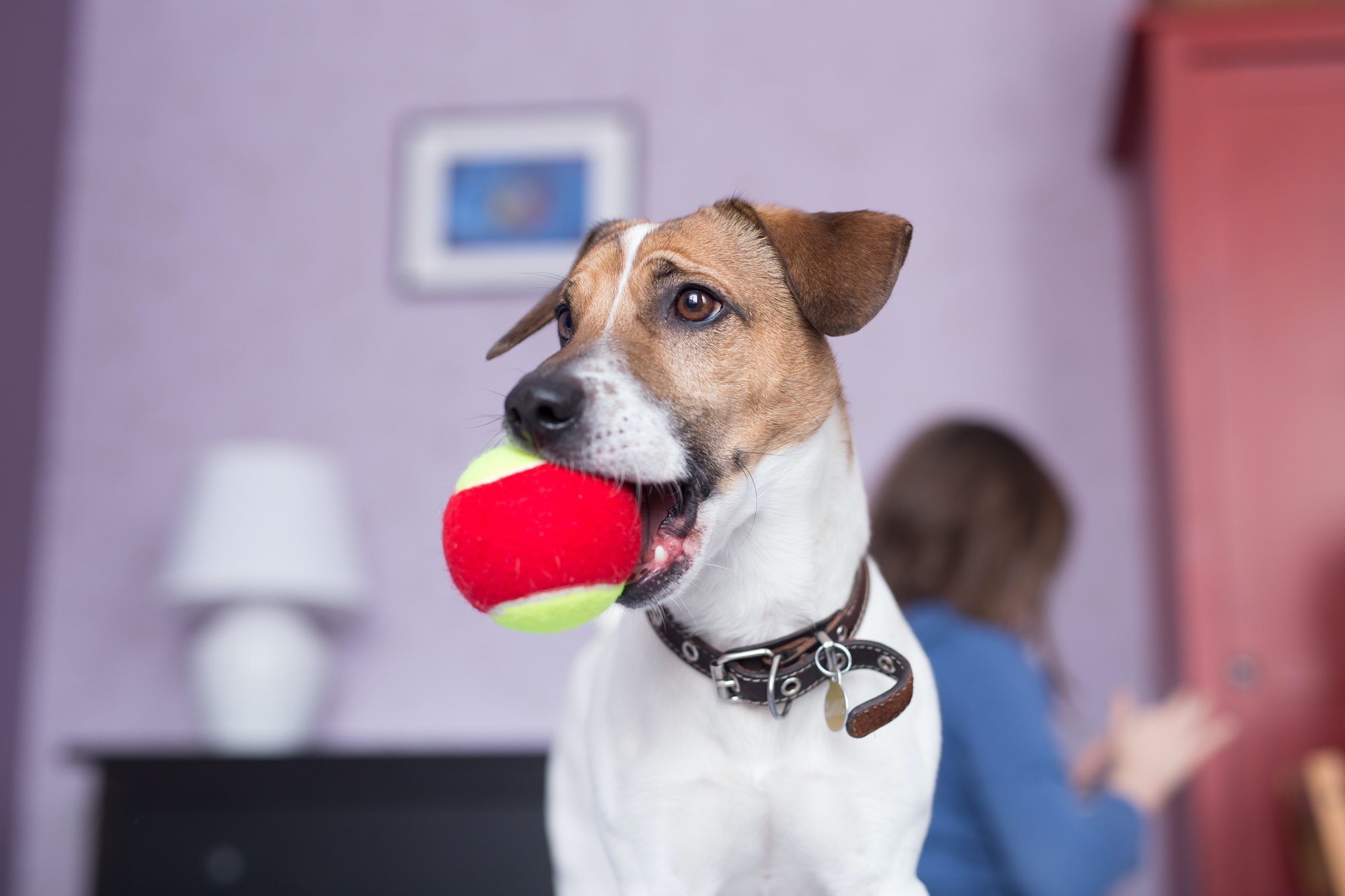 Cute Jack Russell Terrier chewing ball dog toy indoor. Pet concept