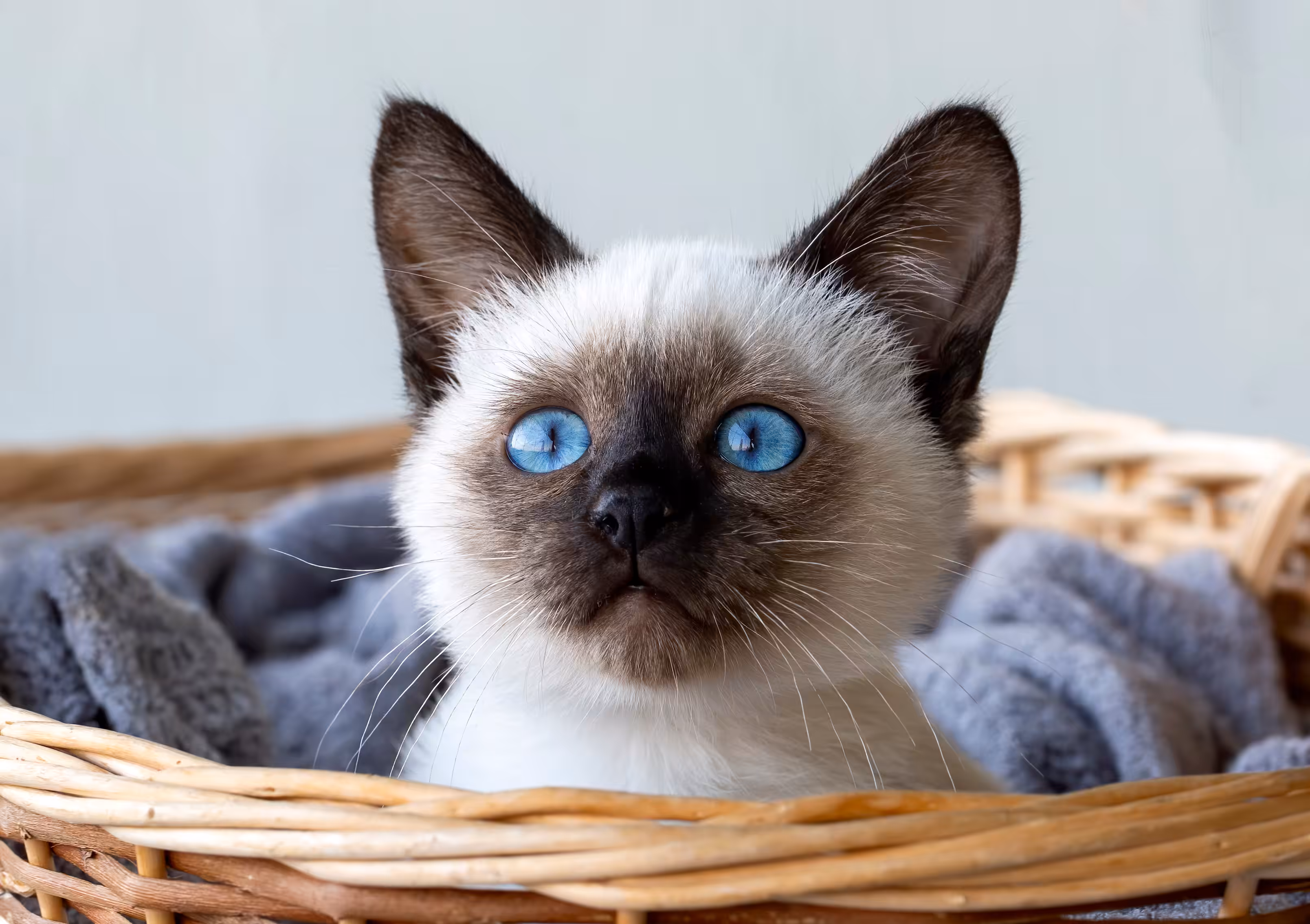 Pelagem dos gatos siameses muda de cor com temperatura