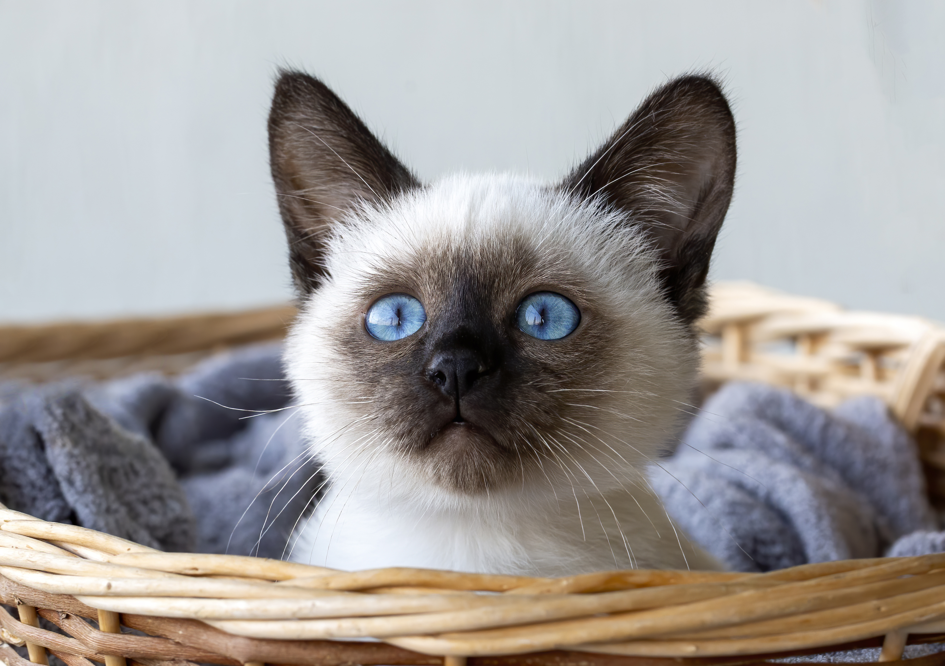 Cute kitten siamese cat indoor