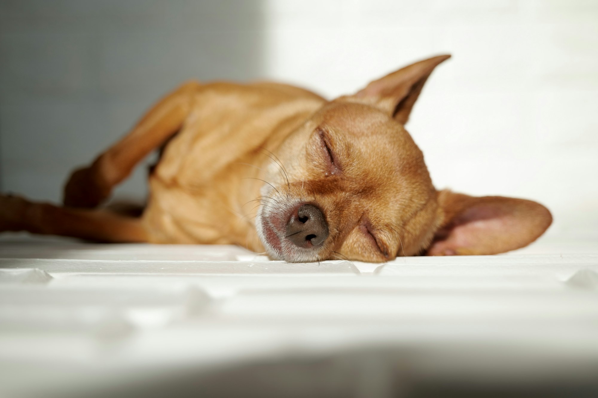 Cute little dog sleeping in the sun