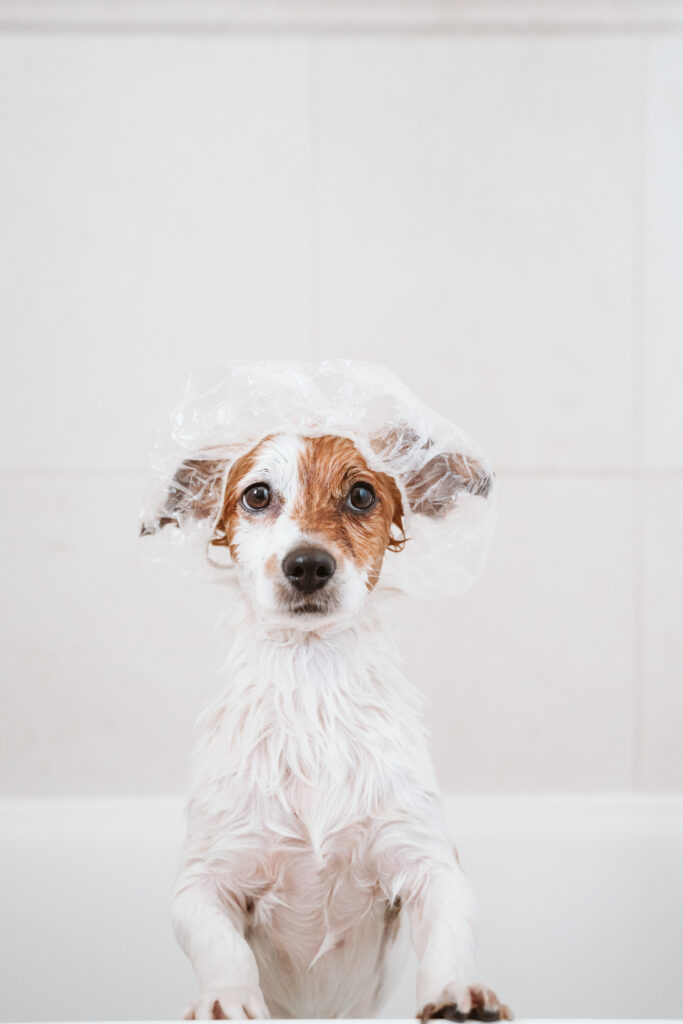 cute lovely small dog wet in bathtub, clean dog with funny shower cap on head. Pets indoors