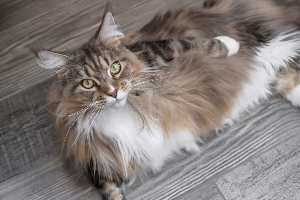 Cute Maine Coon cat