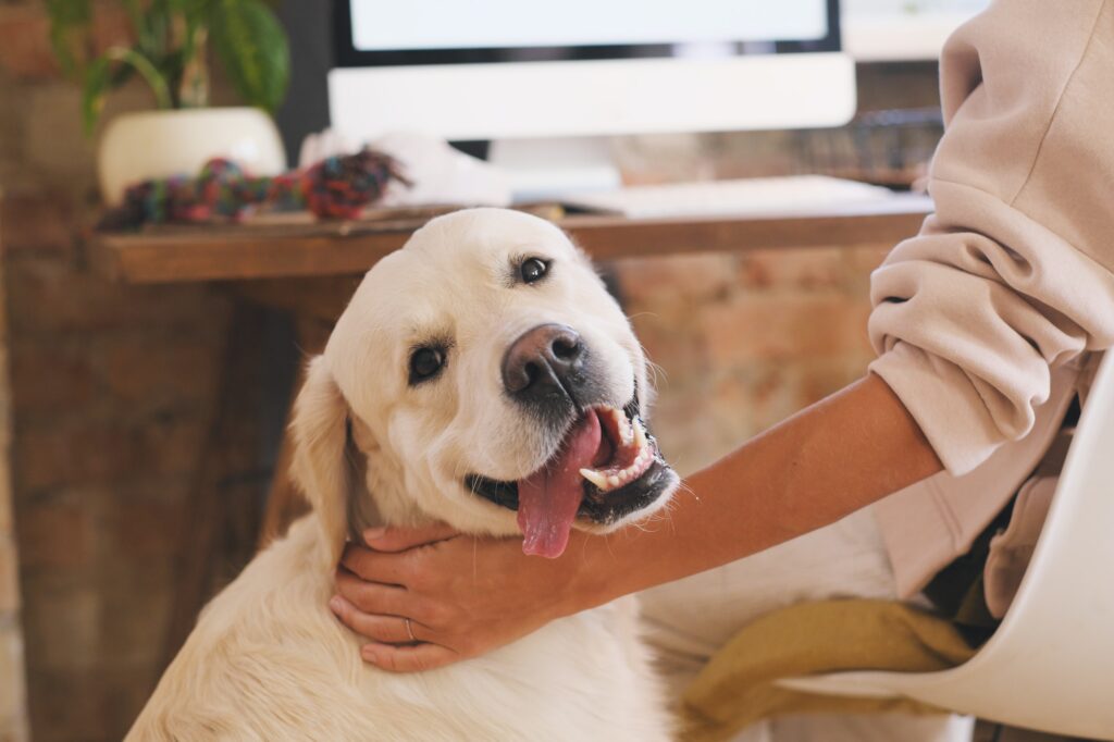 Cute pet at home