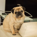 Obesidade animal: epidemia silenciosa, mas visível