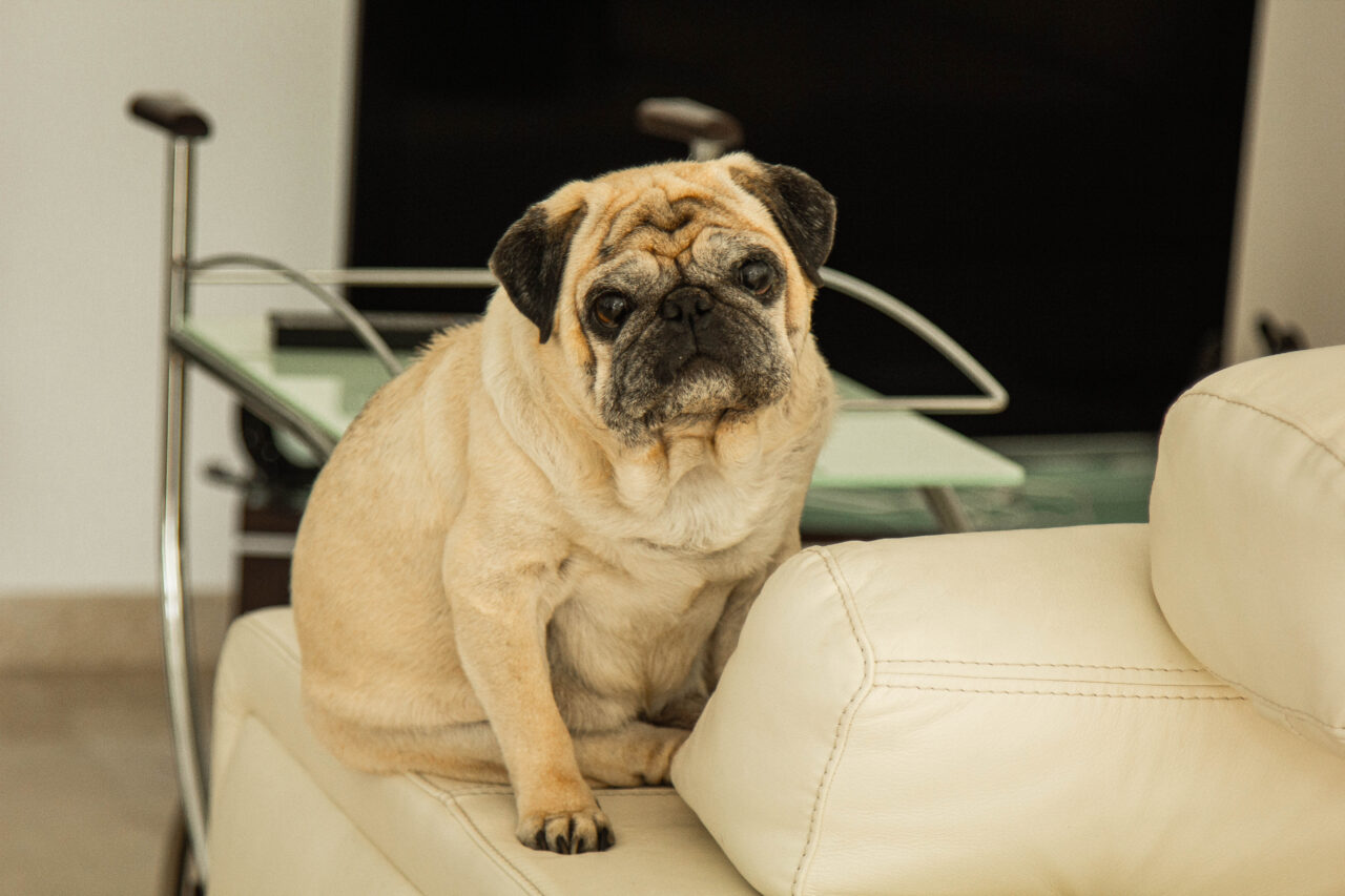 Obesidade animal: epidemia silenciosa, mas visível