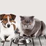 Com protagonismo do Brasil, mercado de pet food na América Latina caminha para os R$ 94 bilhões