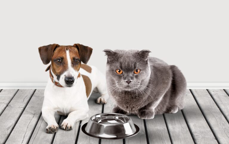 Com protagonismo do Brasil, mercado de pet food na América Latina caminha para os R$ 94 bilhões