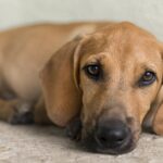 Projeto de lei prevê punição para o uso de animais no tráfico de drogas