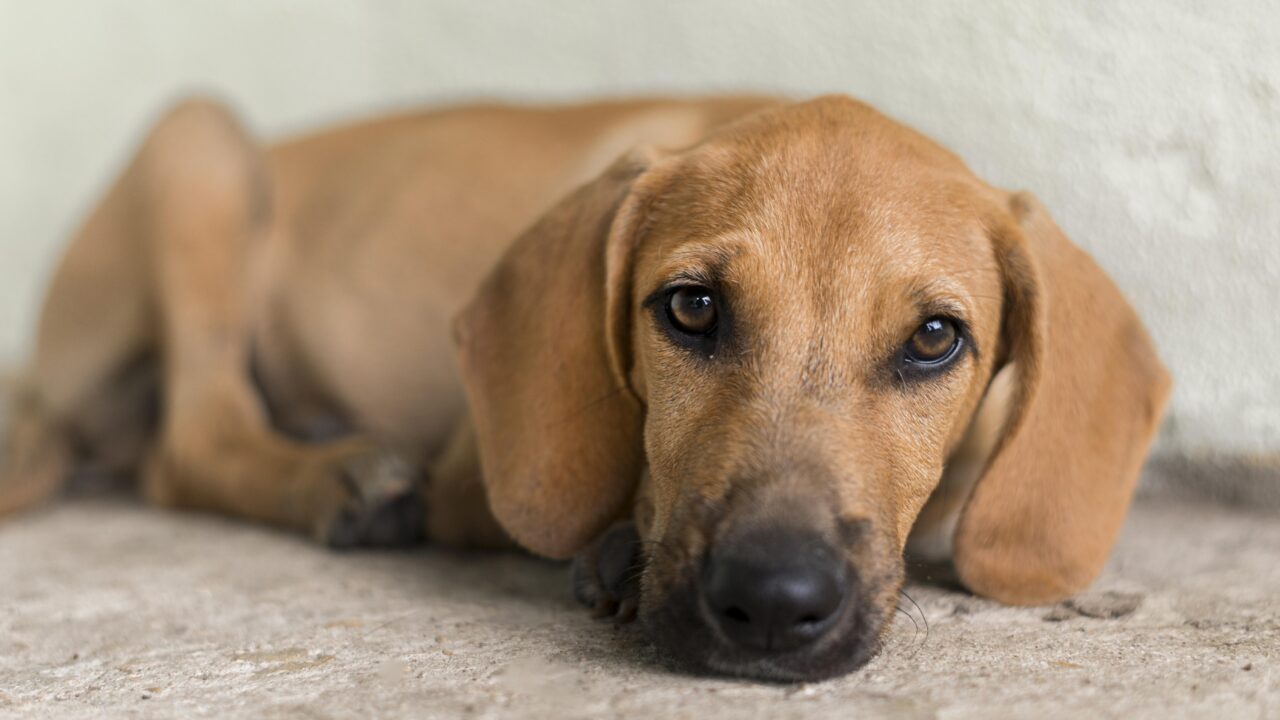 Projeto de lei prevê punição para o uso de animais no tráfico de drogas