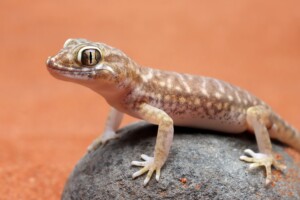 Platinosomose felina: impacto hepático exige diagnóstico precoce na rotina clínica