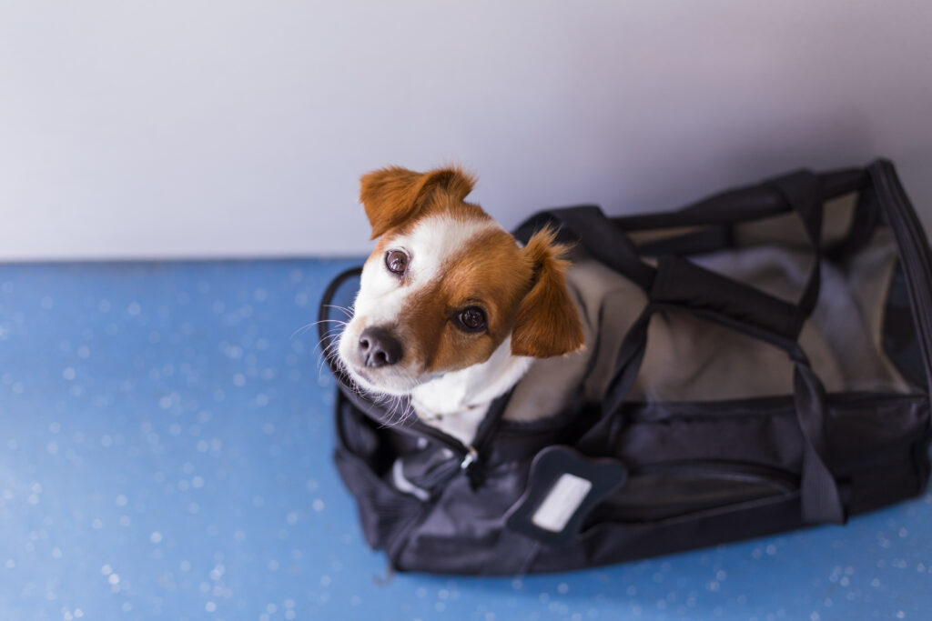 cute small dog in his travel cage at airport. Pet in cabin. Travel with dogs