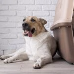 Hotel para pets: saiba o que analisar antes de escolher o local ideal