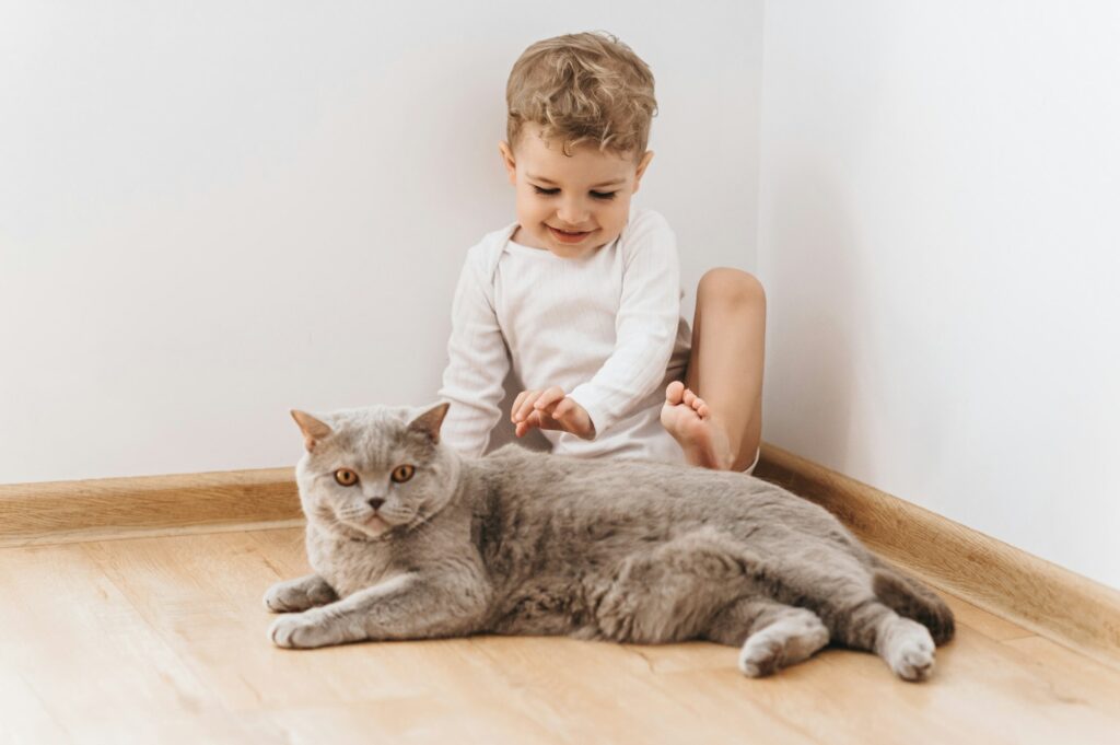 cute smiling child in white bodysuit and grey british shorthair cat at home