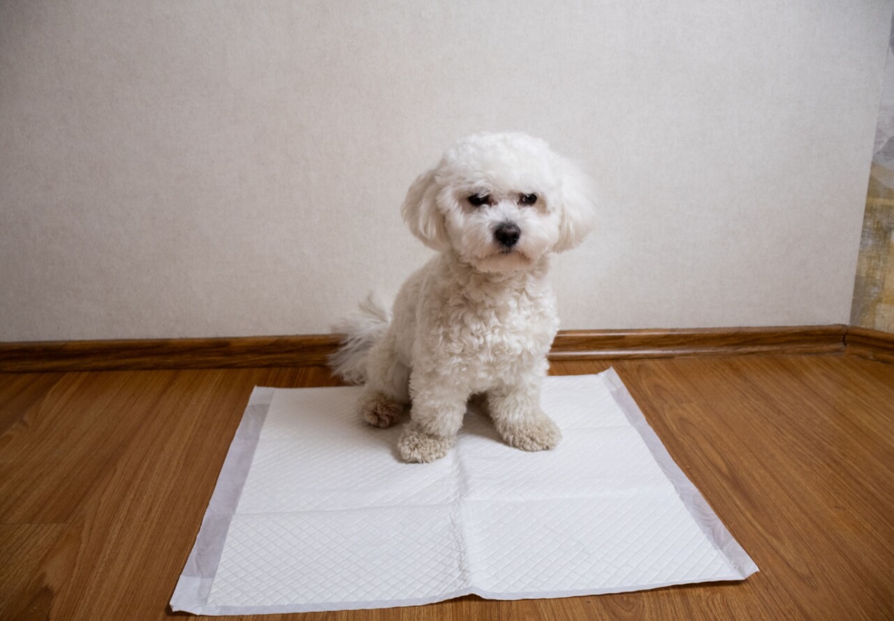 Adestramento higiênico: descubra como realizá-lo em cada fase do seu cão