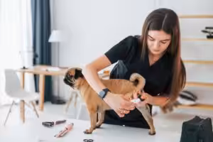 CFMV regulamenta atendimento médico-veterinário domiciliar para pets de pequeno porte