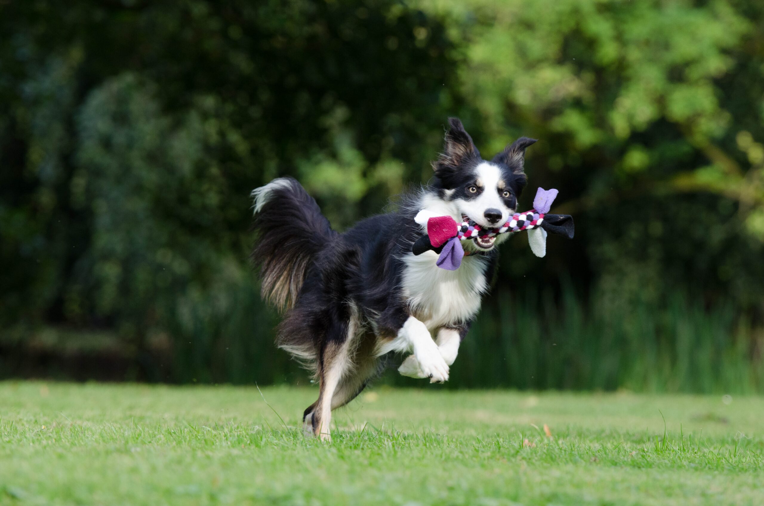 cachorro correndo