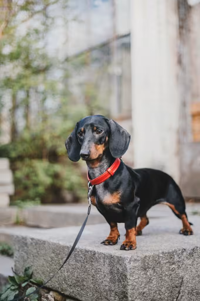 Dachshund dog in park. Cute pets. Small dog