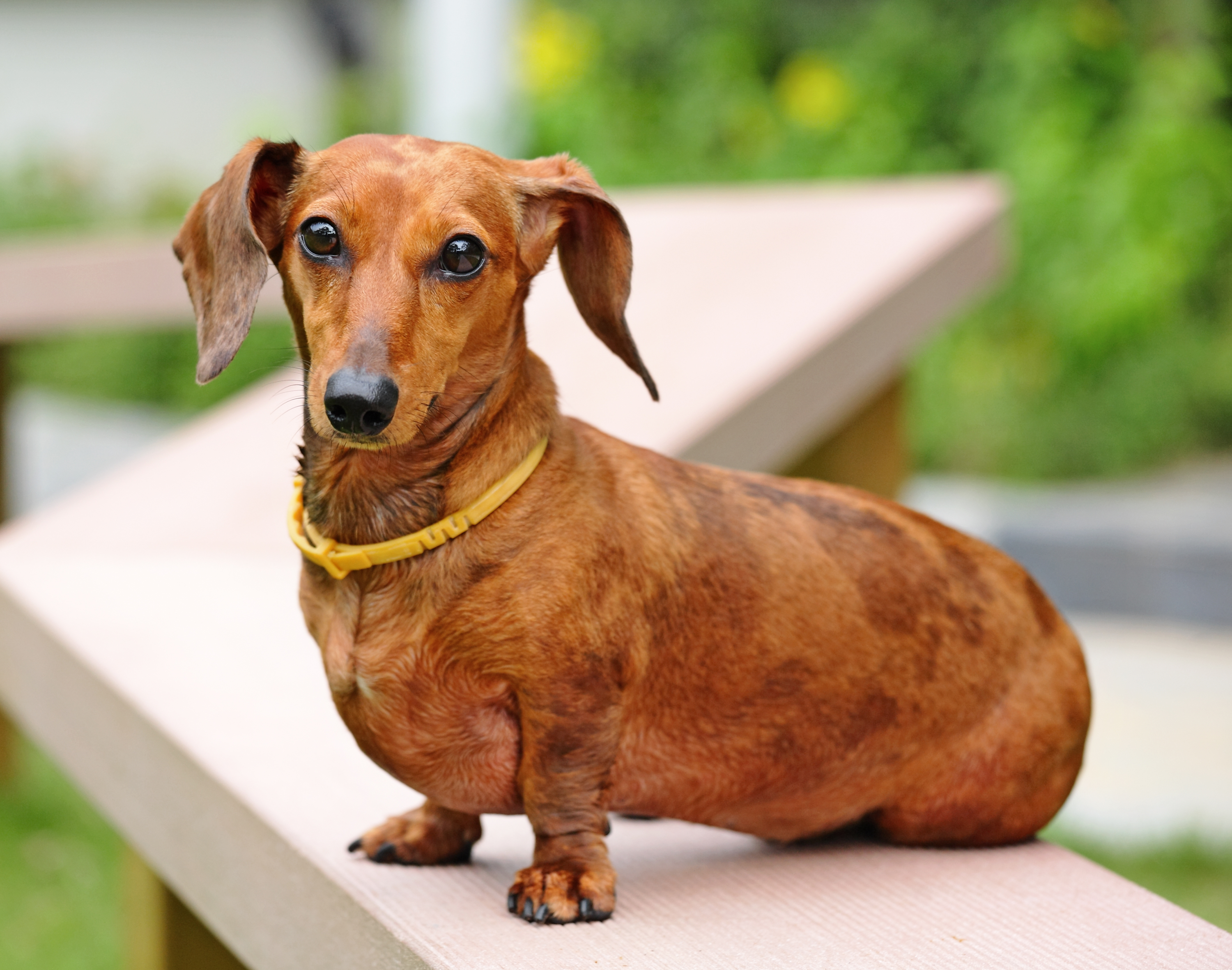 Dachshund