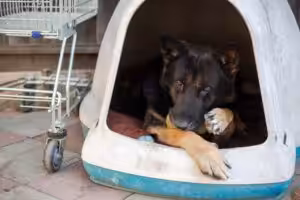 Santa Catarina sanciona lei que protege animais comunitários