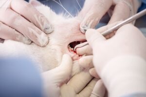 Maio Amarelo: iniciativa alerta para a saúde bucal de cães e gatos