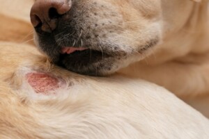Sarna canina: prevenção e diagnóstico precoce são essenciais para proteger a saúde dos cães