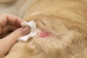 Dermatose responsiva ao zinco em cães: entenda a deficiência nutricional
