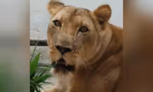 Leona: saiba qual é o estado de saúde de leoa que atacou jovem em zoológico